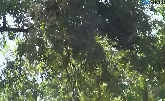 Wild Brunette Ass Display with Horny Fucking